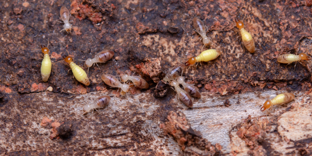 termite control services in oman