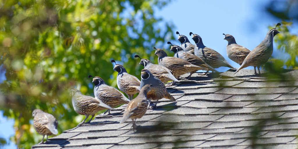 Bird Control